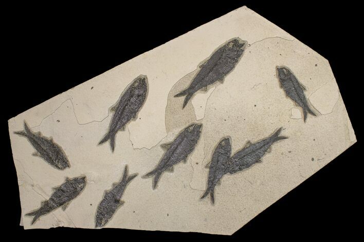 Shale With Nine, Large Fossil Fish (Knightia) - Wyoming #163448
